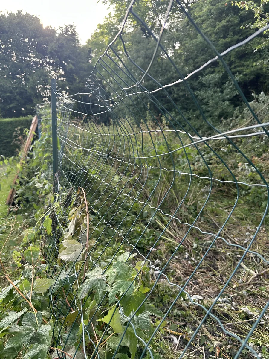 Ancien grillage affaissé et envahi par la végétation